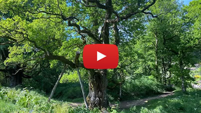 Birnam Perthsire Beatrix Potter Virtual Tour